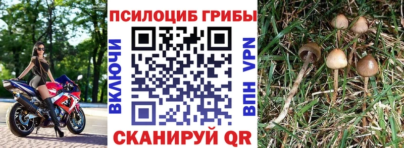 blacksprut ссылка  Кохма  Галлюциногенные грибы мицелий 